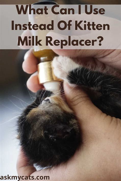 kitten milk replacer homemade